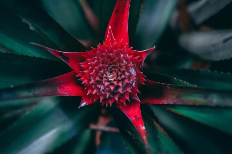 Munduk: Regenerative Roots Permaculture Farm Tour - Exploring Munduk: A Deep Dive into Permaculture and Regeneration