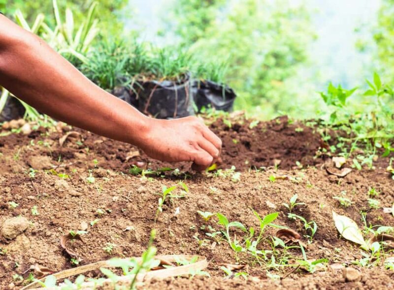 Munduk: Regenerative Roots Permaculture Farm Tour - Final Thoughts