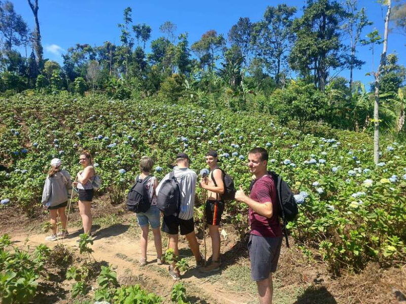 munduk-waterfallcoffee-plantations-hydrangea-trail