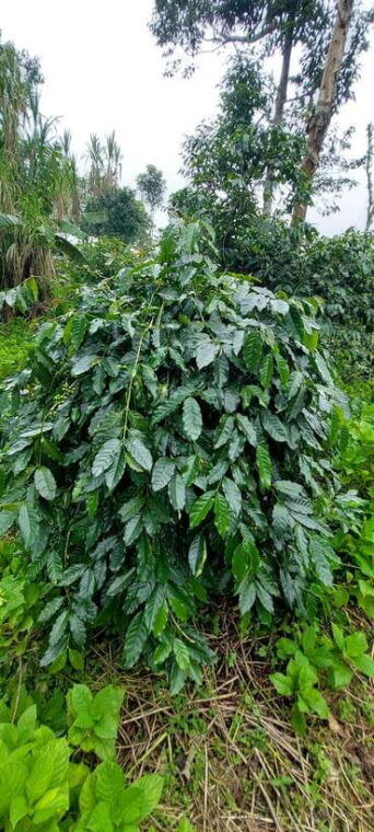 munduk-waterfallcoffee-plantations-hydrangea-trail
