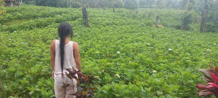 munduk-waterfallcoffee-plantations-hydrangea-trail