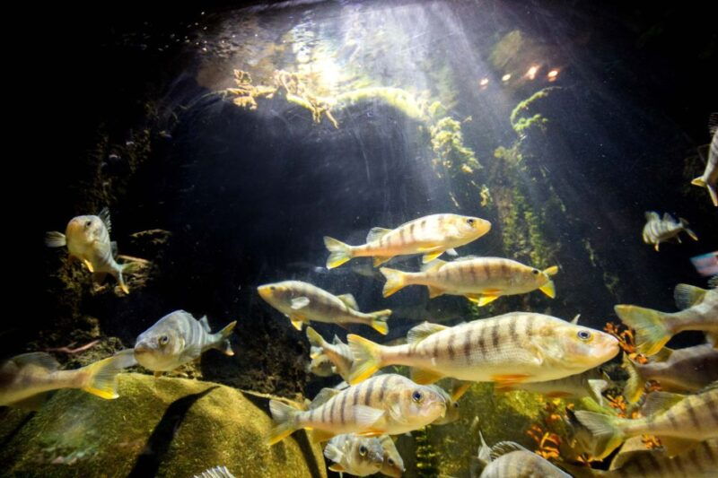 munich-day-ticket-to-sea-life