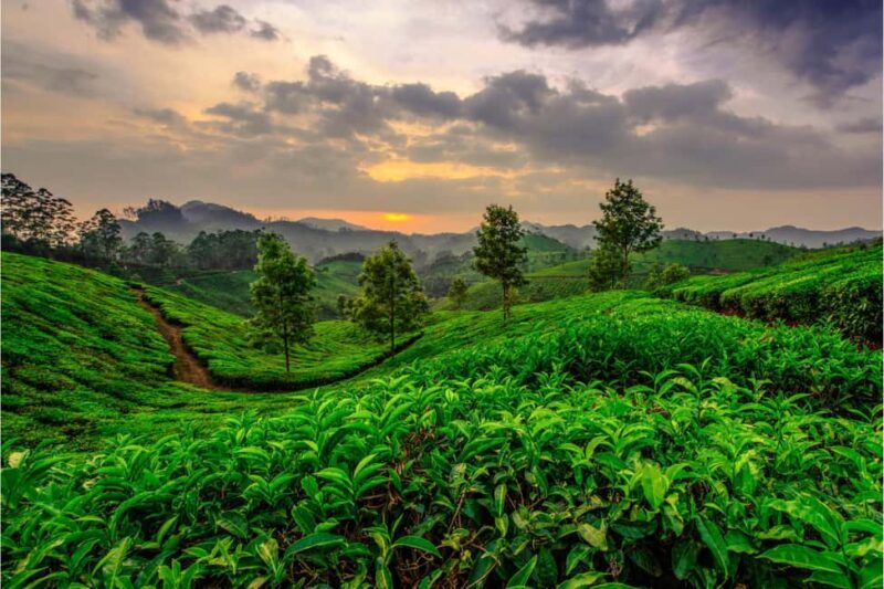 Munnar: 3-Day Tour with Tea Museum and Echo Point - The Value Proposition: Why This Tour Works