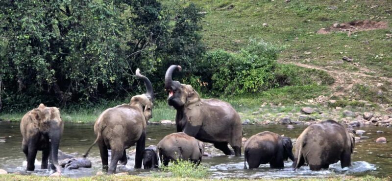 Munnar: Anakulam Jeep Safari to Explore Wild Elephants - FAQ