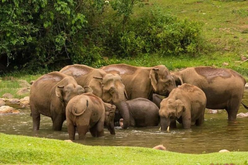 Munnar: Anakulam Jeep Safari with Waterfall and Elephant - Key Points