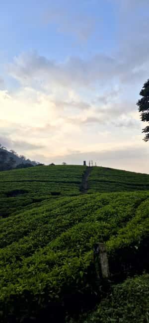 Munnar: Anakulam Jeep Safari with Waterfall and Elephant - Is This Tour Worth It?