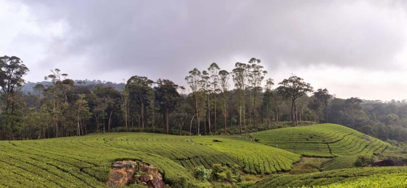 Munnar: Anakulam Jeep Safari with Waterfall and Elephant - Who Should Consider This Tour?