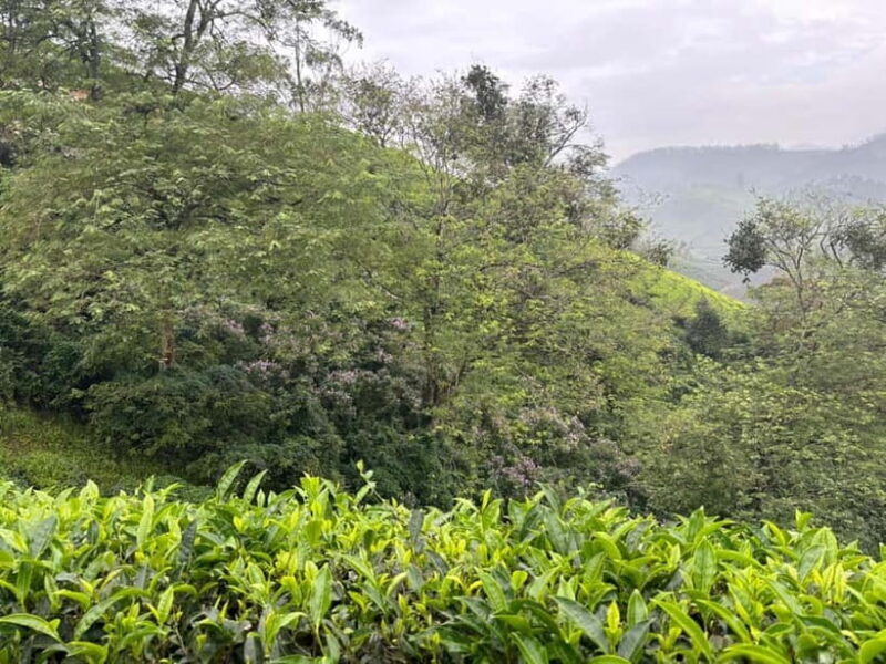 Munnar: Chokramudi Peak Full-Day Trekking Tour - Key Points