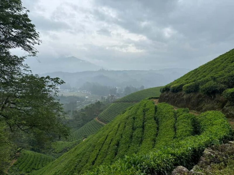 Munnar: Chokramudi Peak Full-Day Trekking Tour - Practical Details: Planning Your Day