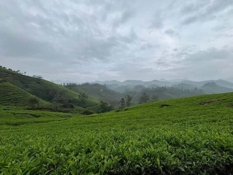 Munnar: Chokramudi Peak Full-Day Trekking Tour - Final Thoughts: Is It Worth It?