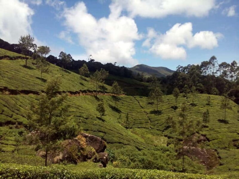 Munnar: Half Day Trekking Through Tea Plantation - Practical Details and Tips