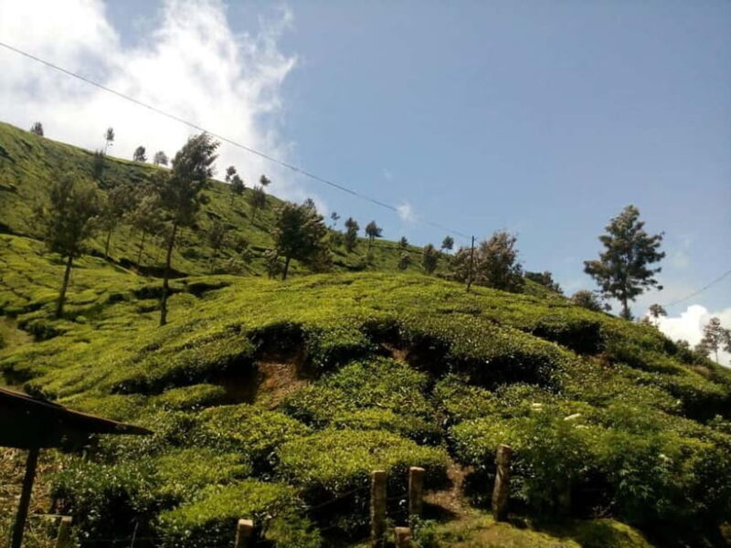 Munnar: Half Day Trekking Through Tea Plantation - FAQ