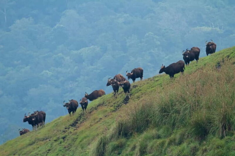 Munnar Hill Station with Periyar Wildlife Tour (03 Days) - Practical Tips for Making the Most of the Tour