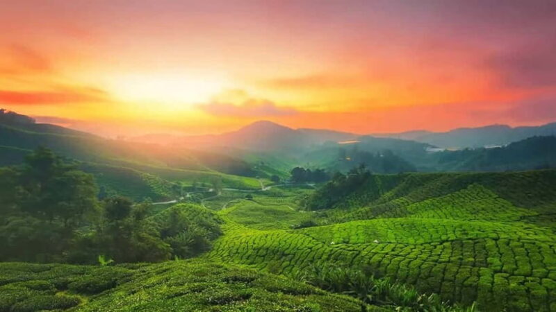 Munnar Hill Station with Periyar Wildlife Tour (03 Days) - Final Thoughts