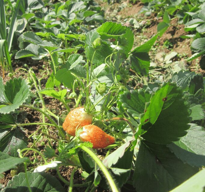 Munnar Letchmi Hills village Tour - Adventure & Flexibility