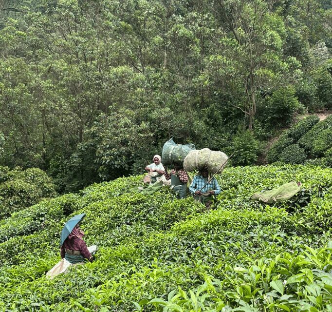 Munnar Letchmi Hills village Tour - Why You Should Consider This Tour