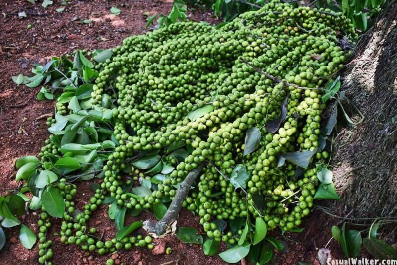 Munnar Local Sightseeing (Adventure Spots) - FAQs