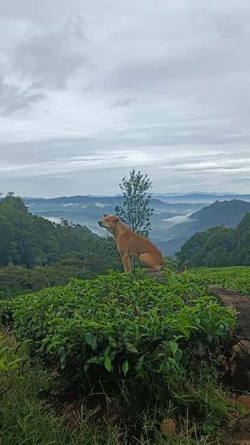 Munnar Nature Walk - Final Thoughts
