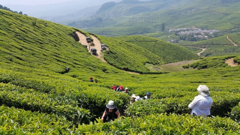 Munnar Private Day Trip - Key Points