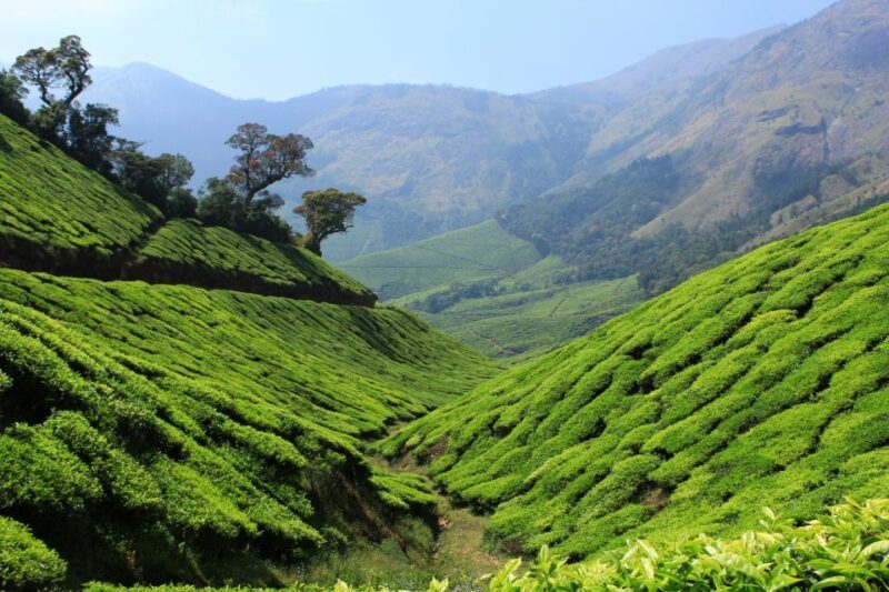 Munnar Private Day Trip - Exploring Munnar: What to Expect from the Tour
