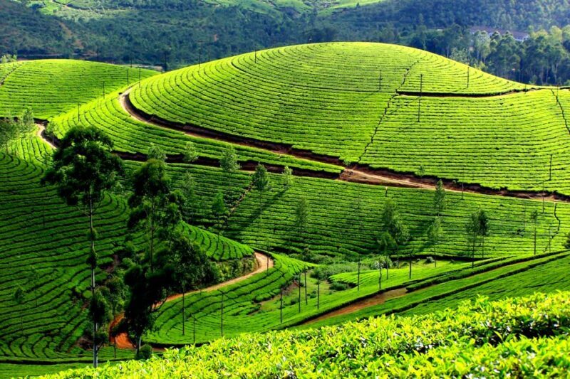 Munnar Private Day Trip - What the Reviews Reveal About the Experience