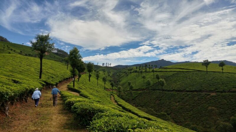 Munnar Private Day Trip - Is This Tour Right for You?