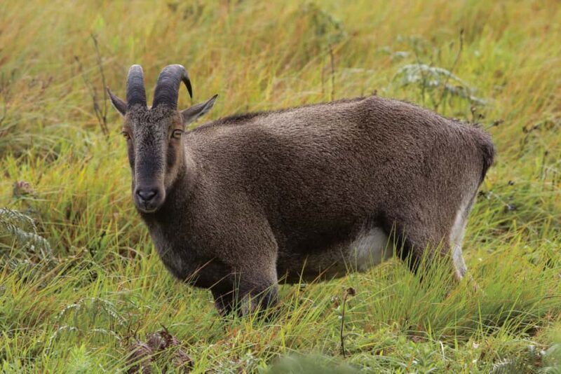 Munnar : Private One Day Tour from Kochi. Free Pickup-Drop - Introduction