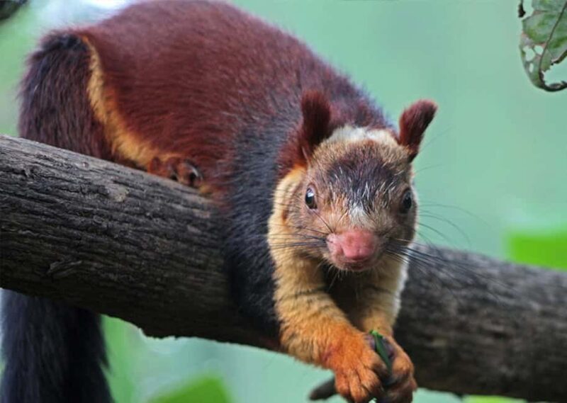 Munnar : Private One Day Tour from Kochi. Free Pickup-Drop - Key Points