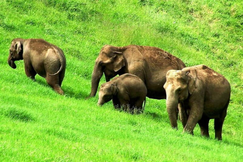 Munnar site-seeing Tour - Key Points