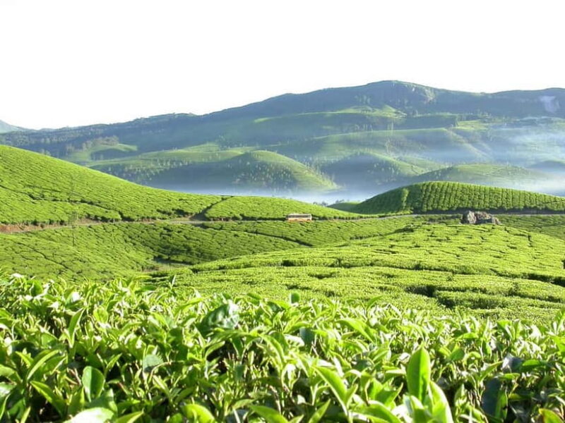 Munnar site-seeing Tour - Who Is This Tour Best For?