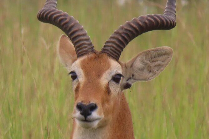 Murchison Falls 2 Days Game Safari (4 people Minimum required) - Overview of the Safari Experience
