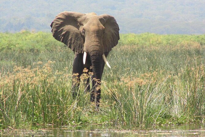 Murchison Falls 2 Days Game Safari (4 people Minimum required) - Additional Activities and Highlights