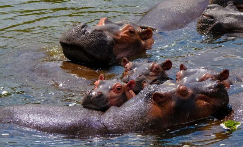 Murchison Falls Wildlife Safari 3 Days (Comfort Plus) - Introduction to the Murchison Falls Safari Experience
