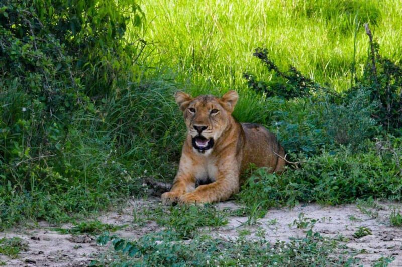 Murchison Falls Wildlife Safari 3 Days (Comfort Plus) - Practical Details and What You’ll Get