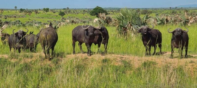 Murchison Falls Wildlife Safari 3 Days (Comfort Plus) - Final Thoughts