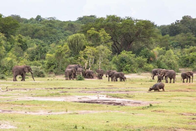 Murchison Falls Wildlife Safari 3 Days (Comfort Plus) - FAQ
