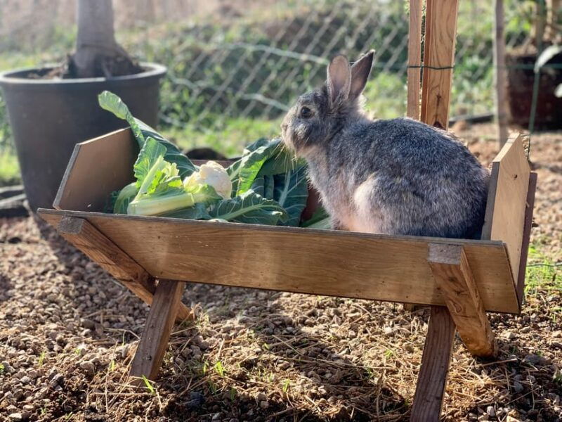 murcia-astronomy-night-in-finca-astronomica