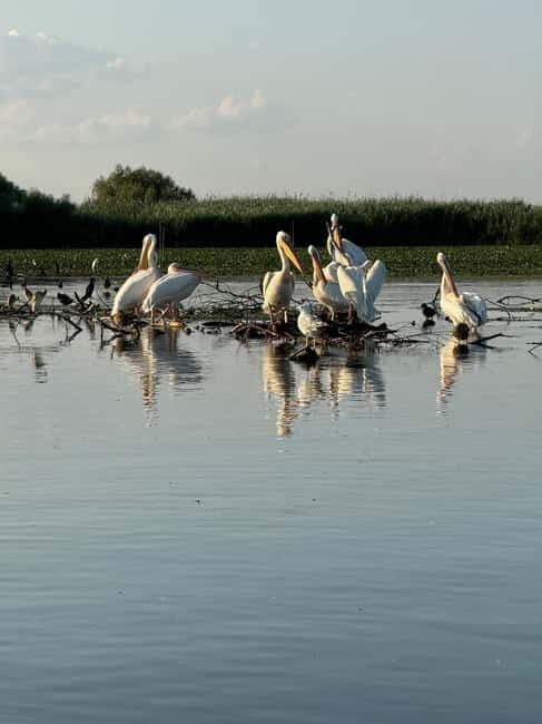 Murighiol: Danube Delta Water Lily Reserve Sunrise Boat Tour - An In-Depth Look at the Danube Delta Water Lily Reserve Sunrise Boat Tour