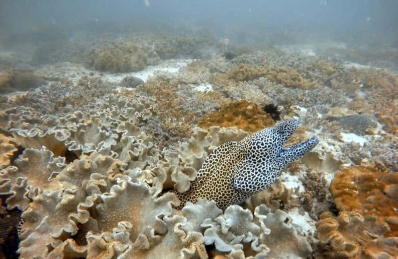 Muscat: Daymaniat Islands Boat Trip with Snorkelling - Key Points