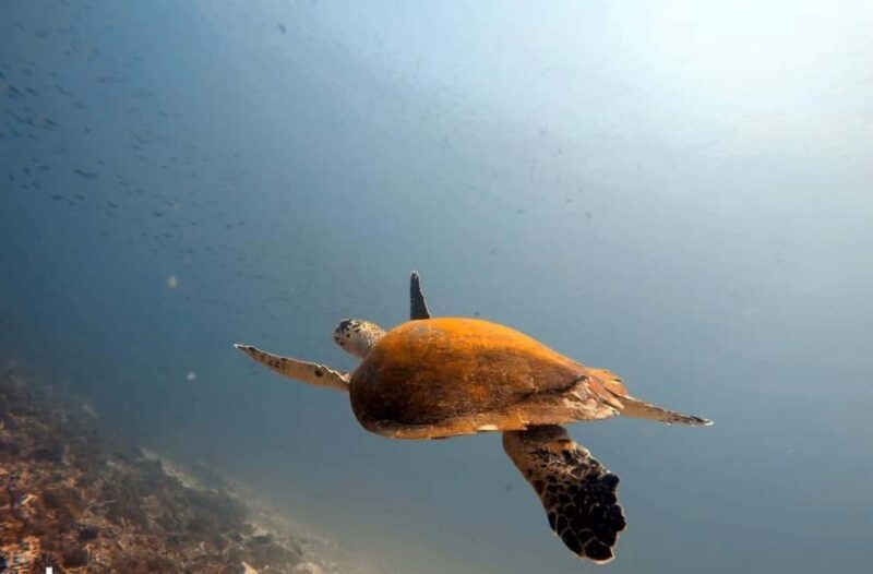 Muscat: Daymaniat Islands Boat Trip with Snorkelling - Starting Out: Meeting at Al Seeb Jetty
