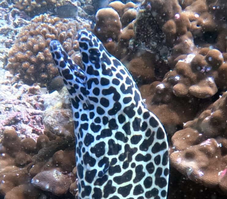 Muscat: Daymaniat Islands Try Scuba Diving - An In-Depth Look at the Experience