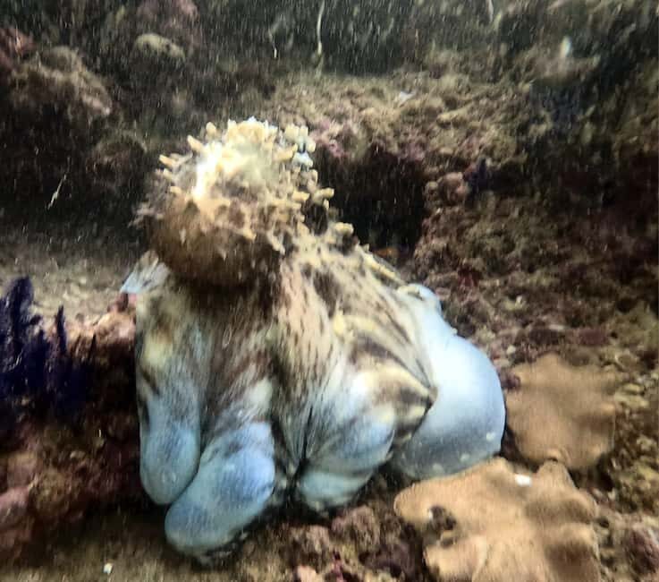 Muscat: Daymaniat Islands Try Scuba Diving - FAQ