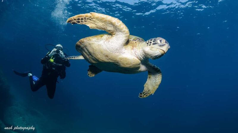 Muscat: Daymaniyat Island Scuba Dive 2 locations + BBQ Lunch - The Full Experience – What to Expect from Start to Finish