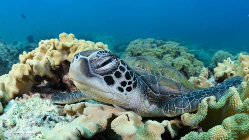 Muscat: Daymaniyat Island Scuba Dive 2 locations + BBQ Lunch - The Sum Up – Who’s This Experience Perfect For?