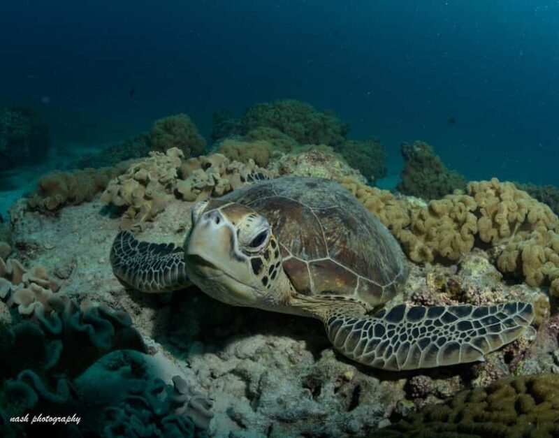 MUSCAT: Daymaniyat Island Snorkeling & Try-Dive + BBQ Lunch - FAQs