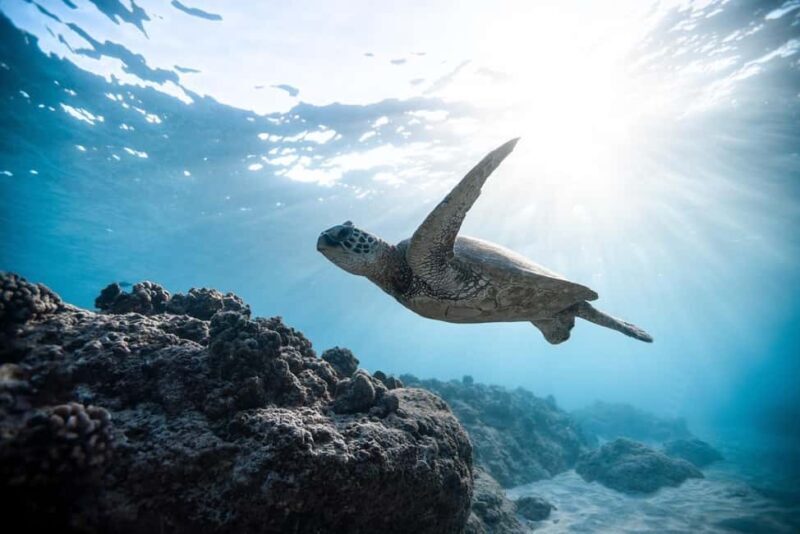 Muscat: Daymaniyat Islands Snorkeling Trip with BBQ Lunch - An Introduction to the Experience