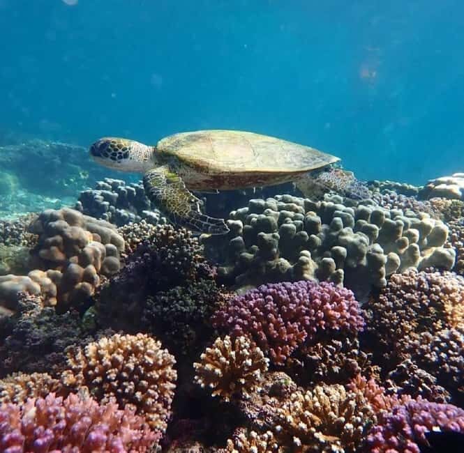 Muscat: Daymaniyat Islands Snorkeling Trip with BBQ Lunch - FAQs