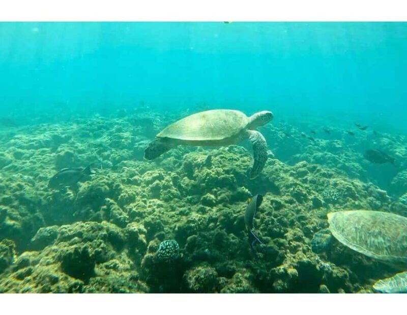 Muscat: Daymaniyat Islands Snorkeling Trip with Lunch - Exploring the Daymaniyat Islands: What to Expect