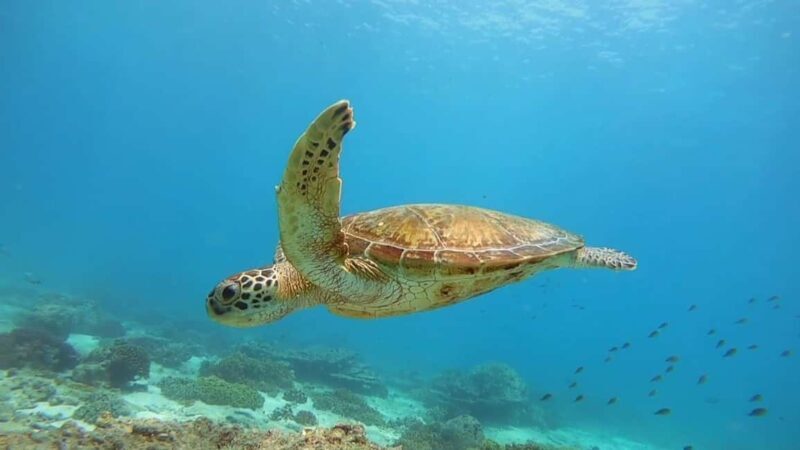 Muscat: Daymaniyat Islands Snorkeling Trip with Lunch - Practical Details & Tips