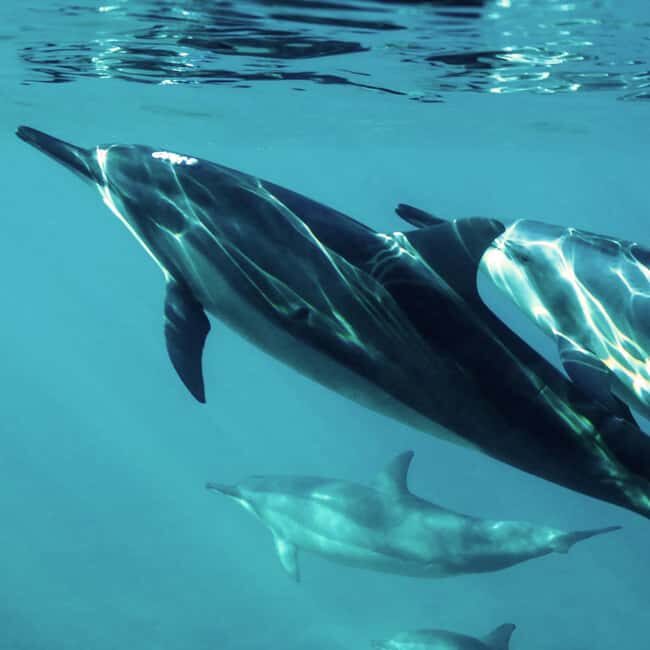 Muscat: Dolphin Watching and Snorkeling Tour - Muscat: Dolphin Watching and Snorkeling Tour